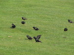 SX05850 Flock of Starlings grazing for food from grass (Sturnus vulgaris).jpg